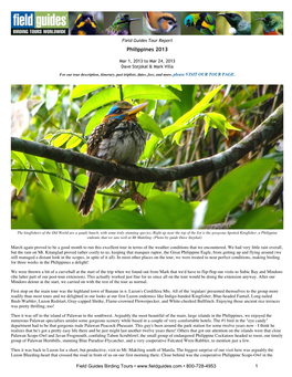 FIELD GUIDES BIRDING TOURS: Philippines 2013