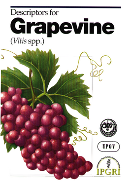 Descriptors for Grapevine (Vitis Spp.) (IPGRI, UPOV and OIV 1997)