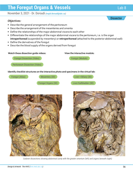 The Foregut Organs & Vessels