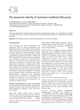 The Taxonomic Identity of Jasminum Matthewii (Oleaceae)