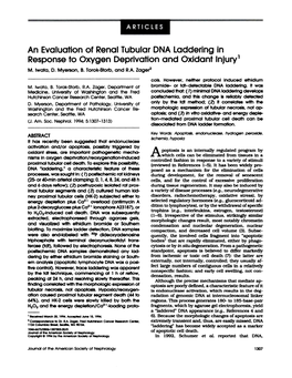 An Evaluation of Renal Tubular DNA Laddering in Response to Oxygen Deprivation and Oxidant Injury1