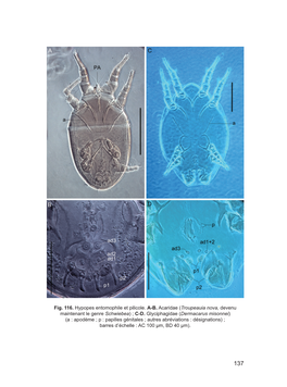 Fig. 116. Hypopes Entomophile Et Pilicole. AB. Acaridae
