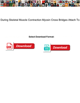 During Skeletal Muscle Contraction Myosin Cross Bridges Attach To