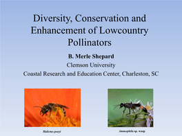 A Survey of Pollinating Species in the South Carolina Lowcountry