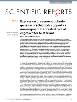 Expression of Segment Polarity Genes in Brachiopods Supports a Non
