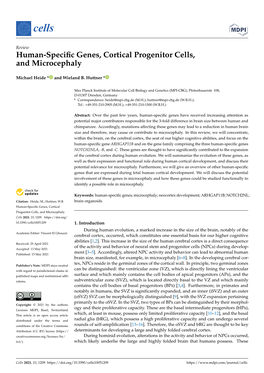 Human-Specific Genes, Cortical Progenitor Cells, and Microcephaly