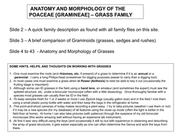 Anatomy and Morphology of the Poaceae [Gramineae] – Grass Family