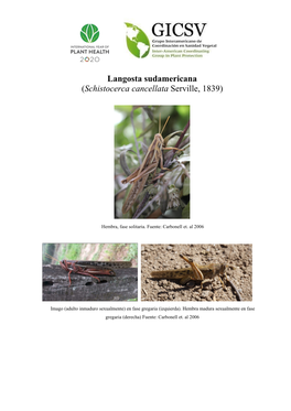 Langosta Sudamericana (​Schistocerca Cancellata ​Serville