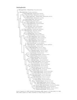 Androglossini Species Tree