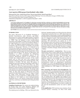 A New Species of Rhizopogon from Kashmir Valley, India