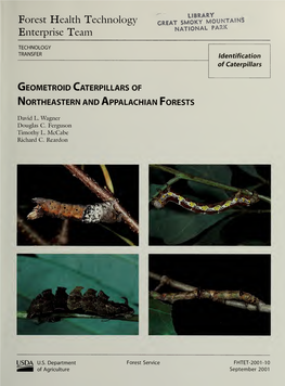Geometroid Caterpillars of Northeastern and Appalachian Forests