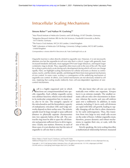 Intracellular Scaling Mechanisms