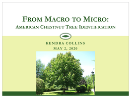 From Macro to Micro: American Chestnut Tree Identification