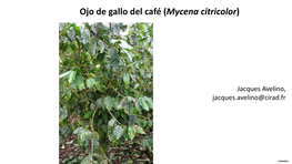 Ojo De Gallo Del Café (Mycena Citricolor)