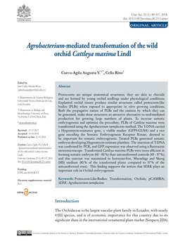 Agrobacterium-Mediated Transformation of the Wild Orchid Cattleya Maxima Lindl