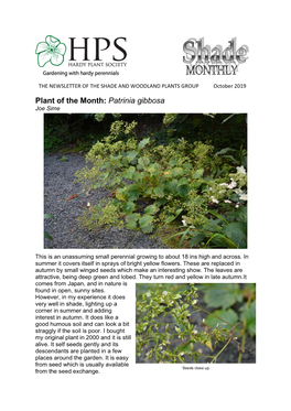 Plant of the Month: Patrinia Gibbosa Joe Sime