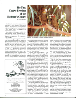 The First Captive B Eeding of the Hoffman's Conure by Chris Rowley