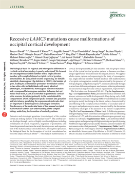 Recessive LAMC3 Mutations Cause Malformations of Occipital Cortical Development