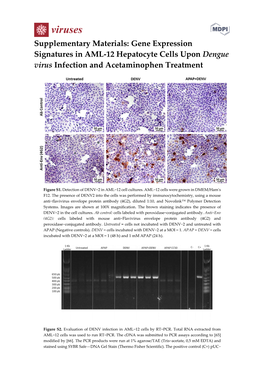 Gene Expression Signatures in AML-12 Hepatocyte Cells Upon Dengue Virus Infection and Acetaminophen Treatment