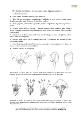 4.3.4. Familia Sapindaceae (Incluye Aceraceae E Hippocastanaceae) 4.3.4.A