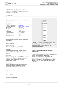 Cullin 3 Antibody (Internal Region) Peptide-Affinity Purified Goat Antibody Catalog # Af2841a