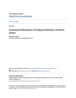 Examining the Microbiome of Porphyra Umbilicalis in the North Atlantic