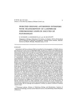 Injected Histone Antibodies Interfere with Transcription of Lampbrush Chromosome Loops in Oocytes of Pleurodeles