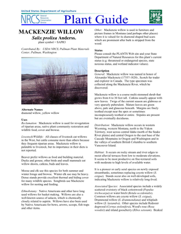 Mackenzie Willow Plant Guide