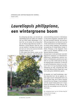 Laureliopsis Philippiana, Een Wintergroene Boom