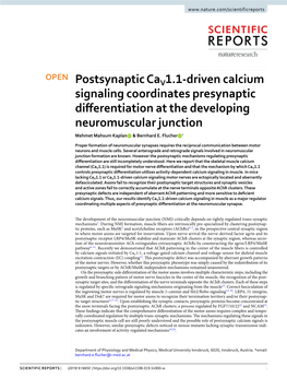 Postsynaptic Cav1.1-Driven Calcium Signaling Coordinates Presynaptic Diferentiation at the Developing Neuromuscular Junction Mehmet Mahsum Kaplan & Bernhard E