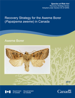 Aweme Borer (Papaipema Aweme) in Canada