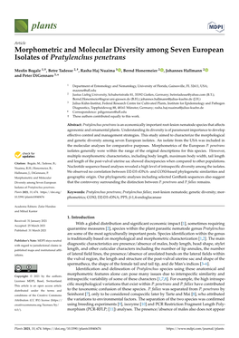 Morphometric and Molecular Diversity Among Seven European Isolates of Pratylenchus Penetrans