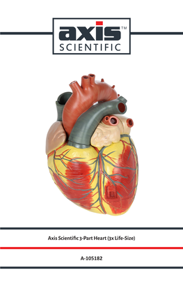 Axis Scientific 3-Part Heart (3X Life-Size) A-105182