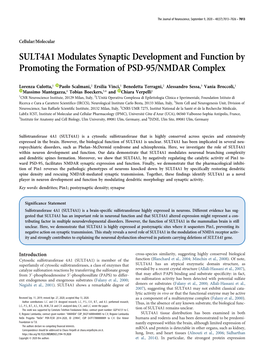 SULT4A1 Modulates Synaptic Development and Function by Promoting the Formation of PSD-95/NMDAR Complex