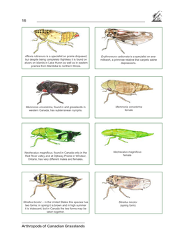 Arthropods of Canadian Grasslands Number 10, 2004 16 17 Leafhoppers and Their Relatives (Homoptera, Auchenorrhyncha) from the Canadian Great Plains