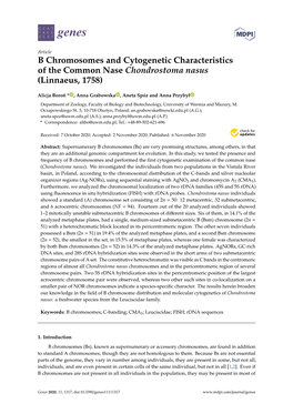 B Chromosomes and Cytogenetic Characteristics of the Common Nase Chondrostoma Nasus (Linnaeus, 1758)