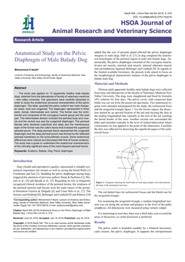 Anatomical Study on the Pelvic Diaphragm of Male Balady Dog