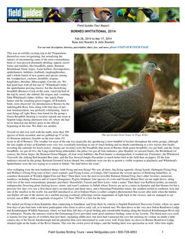 Field Guides Birding Tours: Borneo Invitational 2014