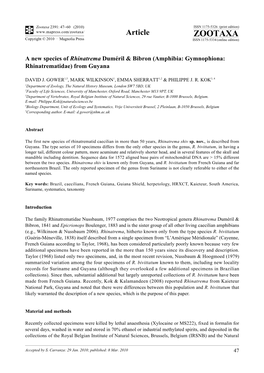 A New Species of Rhinatrema Duméril & Bibron (Amphibia: Gymnophiona:Rhinatrematidae) From