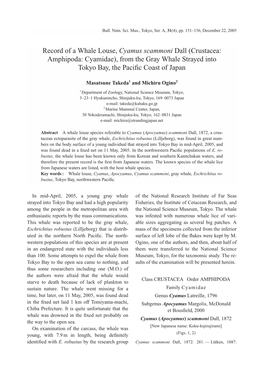 Record of a Whale Louse, Cyamus Scammoni Dall (Crustacea: Amphipoda: Cyamidae), from the Gray Whale Strayed Into Tokyo Bay, the Paciﬁc Coast of Japan