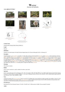 Acacia Difformis R.T.Baker