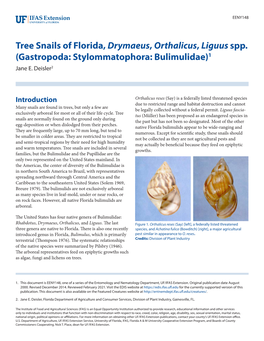 Tree Snails of Florida, Drymaeus, Orthalicus, Liguus Spp