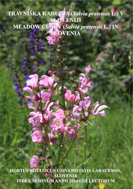 V SLOVENIJI MEADOW CLARY (Salvia Pratensis L.) in SLOVENIA