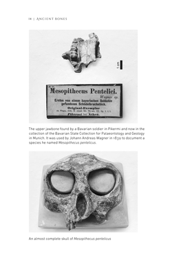 An Almost Complete Skull of Mesopithecus Pentelicus the Upper