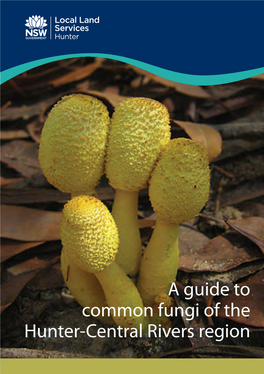 A Guide to Common Fungi of HCR Region