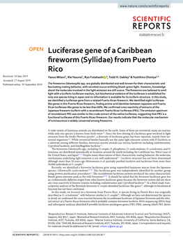 Luciferase Gene of a Caribbean Fireworm (Syllidae) from Puerto Rico