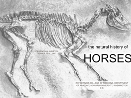 Hippotherium Primigenium 10.3 Ma