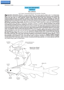 Order SILURIFORMES ARIIDAE Sea Catfishes by A