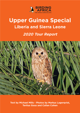 Upper Guinea Special Liberia and Sierra Leone 2020 Tour Report © Tertius Gous © Tertius
