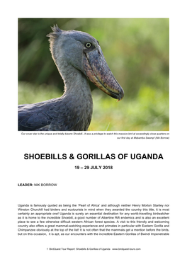 Shoebills & Gorillas of Uganda